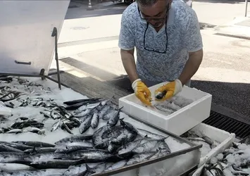 Sinop'ta sezonun ilk palamudu yakalandı
