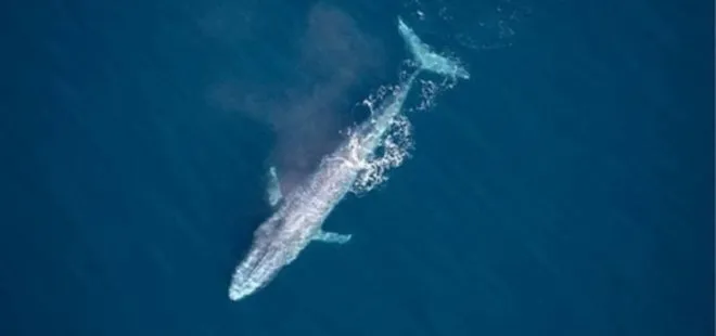Bilim insanlarından heyecanlandıran çalışma! Fin balinasının şarkıları okyanus tabanını haritalamada kullanılabilir