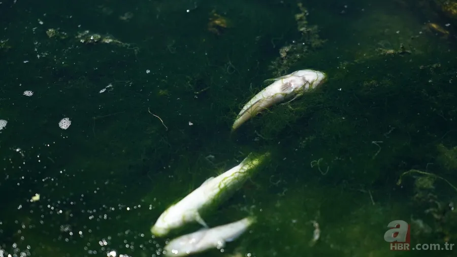 İstanbul'da büyük skandal ve acı veren görüntüler! Küçükçekmece'deki balık ölümlerinin nedeni ne? 9