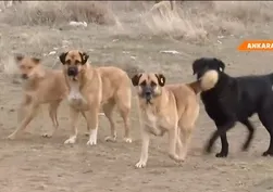 Ankara'da dehşet dolu anlar! Ot toplarken köpekler saldırdı