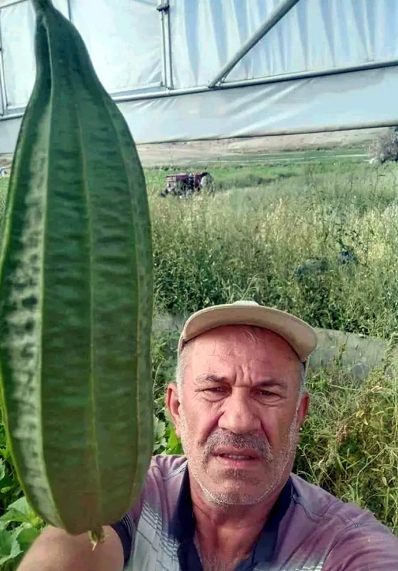 6 bin 820 kilometre uzaktan getirtip tarlasına ekti! Ankaralı çiftçiden tropikal bamya - 4