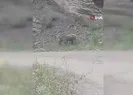 Ayancık’ta ayı görüntülendi