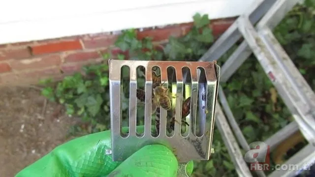 Evinin duvarından gelen garip sesler arttı! Termal kamerayla bakınca şoka girdi 20