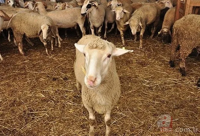 KURBANLIK DANA FİYATLARI 2023! Kurbanlık fiyatları ne kadar, kaç TL? Büyük baş, küçükbaş, koyun... 9