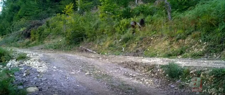 Acı bal yiyen ayıdan haber var: Bakanlık görüntüsünü paylaştı 7