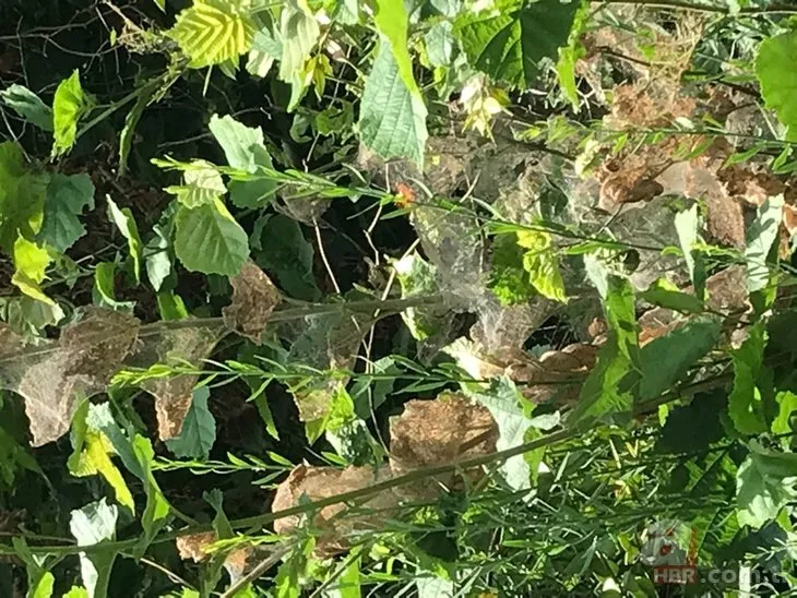 Beykoz’da tırtıl istilası! Örümcek ağı gibi her yeri sardı