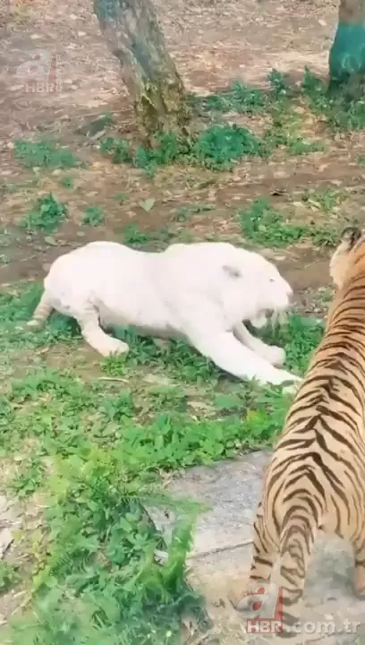 Beyaz aslan ve kaplanın karşılaşması nefesleri kesti! (Aslan Kaplan kavgası) 1