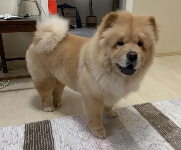 restoranda-kopek-dehseti-cin-aslani-unlu-sarkici-ali-kalin-kulagini-kopardi-1692855460576.jpg Restoranda köpek dehşeti! Çin Aslanı ünlü şarkıcı Ali Kal’ın kulağını kopardı - 3