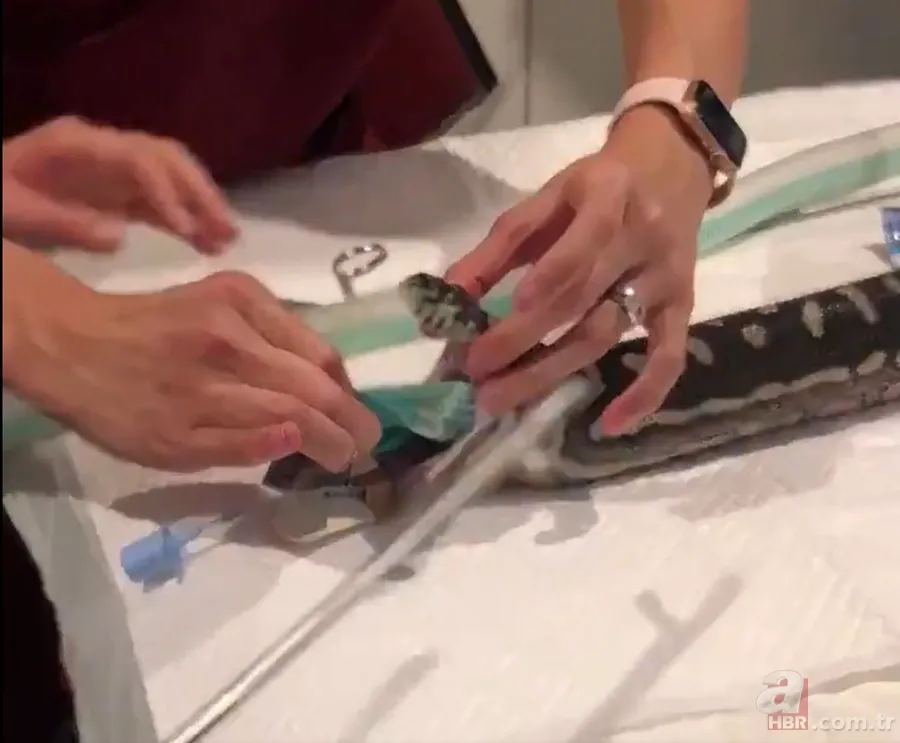 Bir yılan bunu neden yer? Pitonu ameliyat eden veterinerlerden sevinç çığlıkları 12