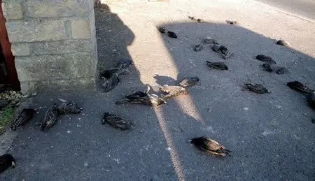 son-dakika-yuzlerce-kus-oldu-yilbasinda-havai-fisek-nedeniyle-telef-oldular-1609517153559.jpg Son dakika: Yüzlerce kuş öldü! Yılbaşında havai fişek nedeniyle telef oldular - 2
