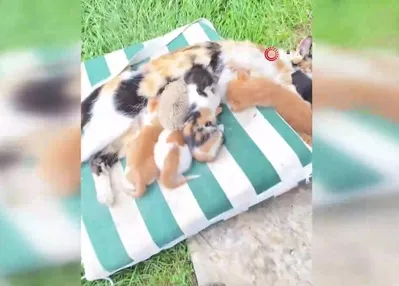 Kedi ve kirpilerin süt kardeşliği