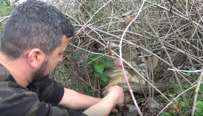 Son dakika: Bursa'da nadir görülen yırtıcı kuşu kurtarırken yaralandı! Pençesiyle... 3