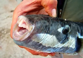 Bodrum'da zehirli balon balığı tedirginliği