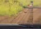 Yılanların dansı görüntülendi