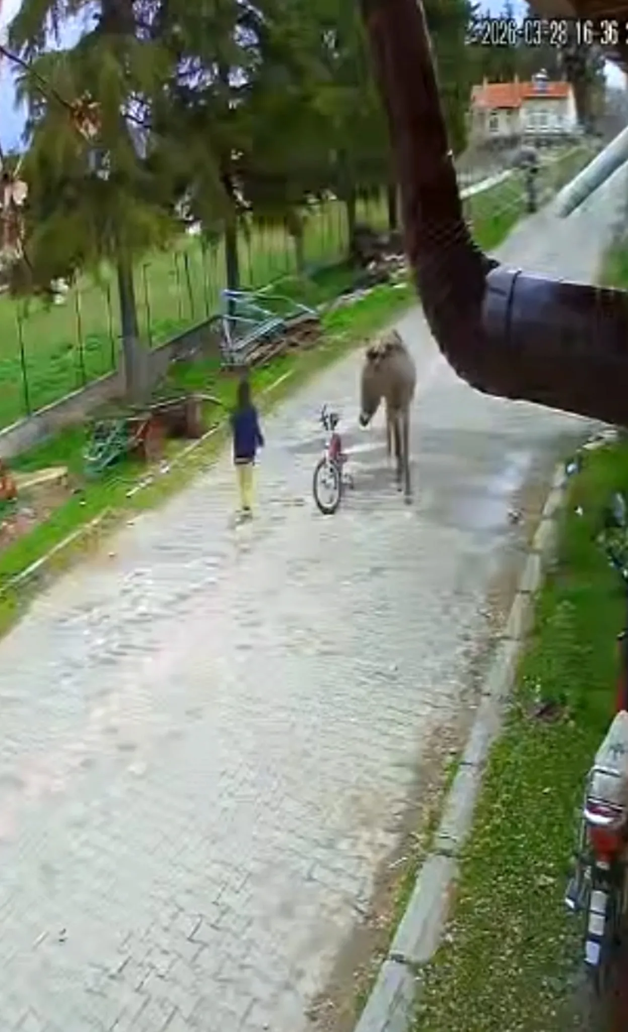 Sokakta oynayan çocuğa eşek saldırdı