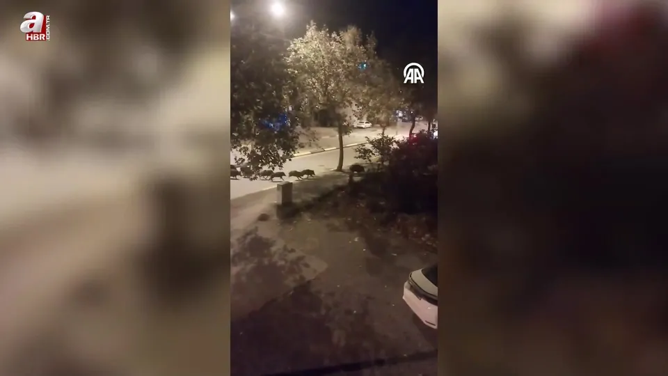 Sakarya’da aç kalan yaban domuzları ilçe merkezine indi