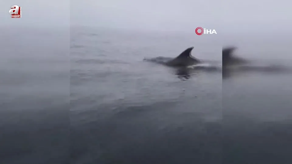 Mudanya sahilinde yunuslarla karşılaşan grubun unutulmaz anları