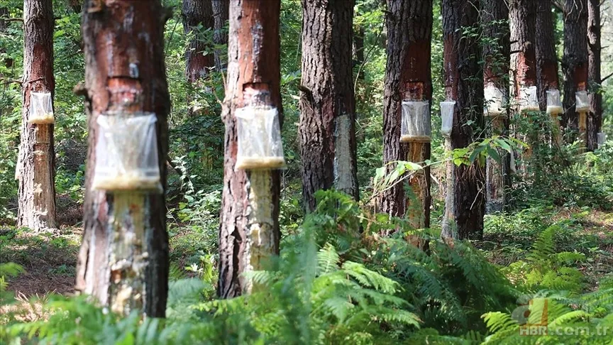 Egzamanın kökünü kurutan doğal ilaç tarifi! 3