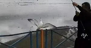 Oltasına balık yerine martı takıldı