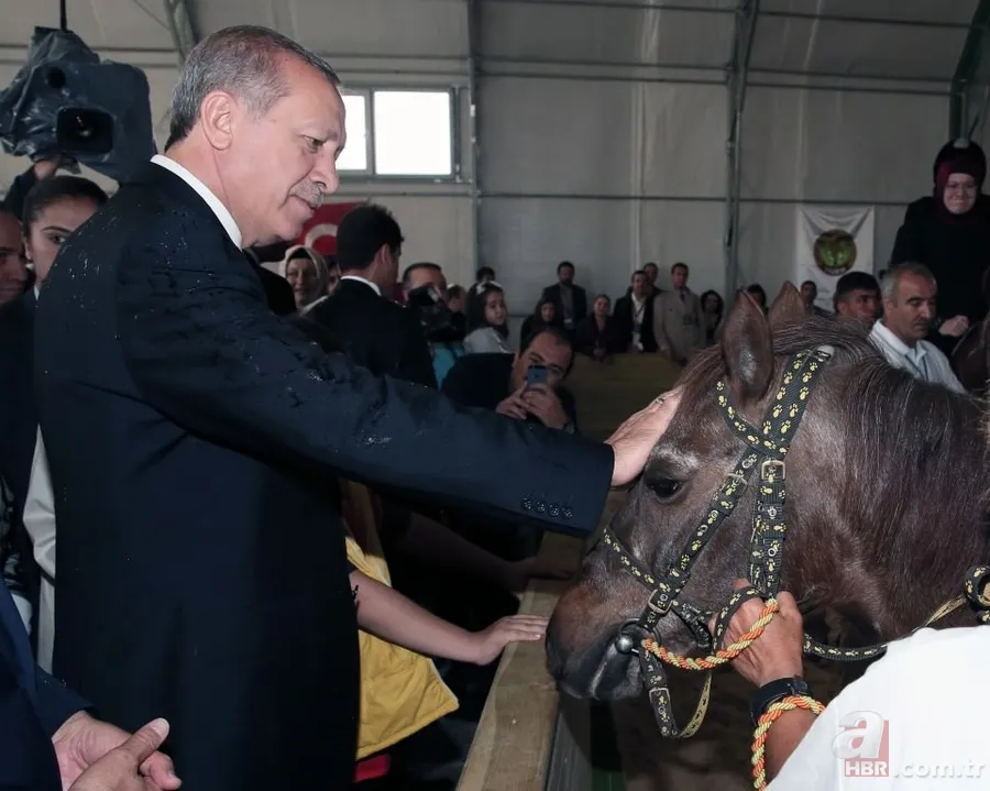 Katar emirinden Cumhurbaşkanı'na sürpriz: 53 tane Arap atı gönderdi 12