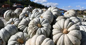 Bilecik’te kestane kabağı hasadı başladı