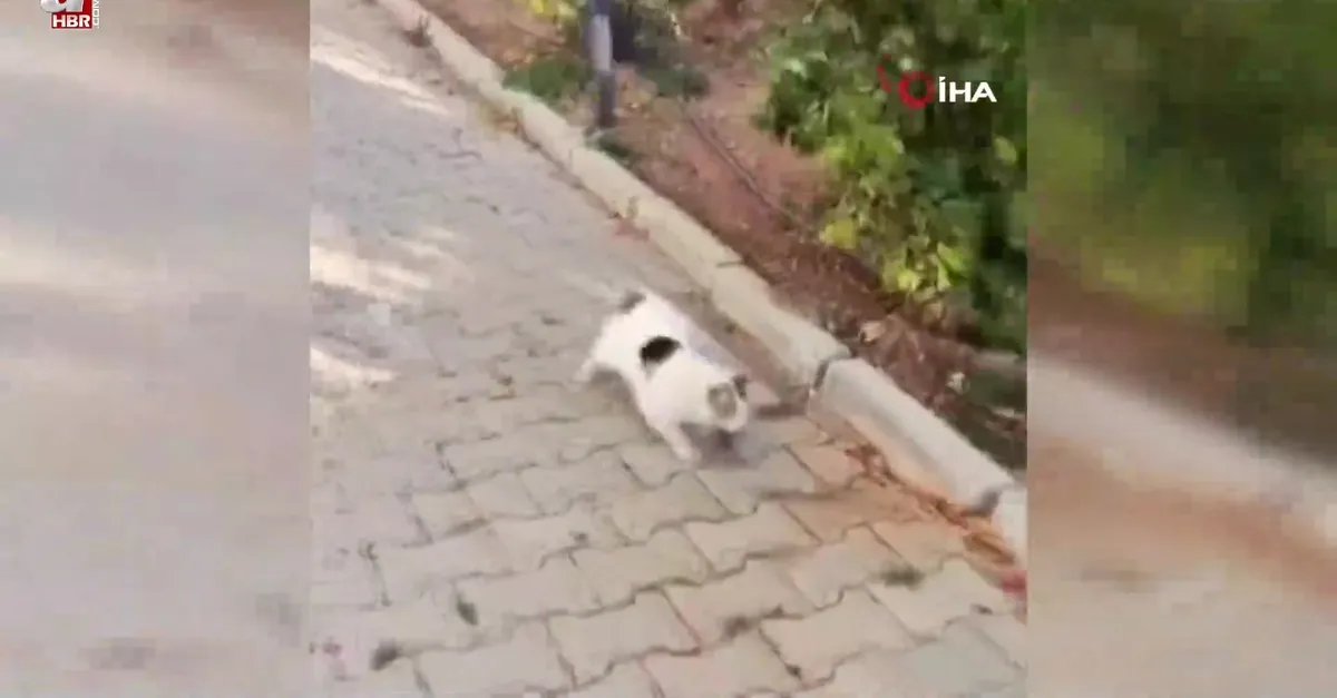 Kedi ile farenin oyunu kamerada