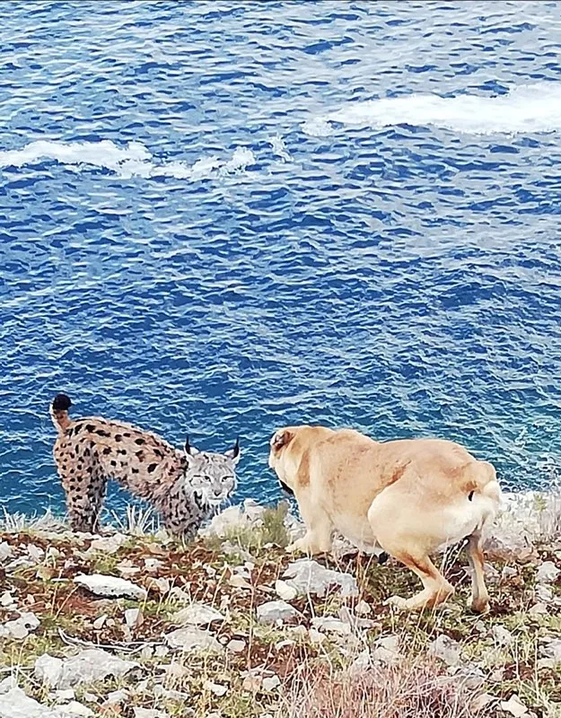 Van Gölü sahilinde şaşkına çeviren olay! Köpekle karşı karşıya geldi