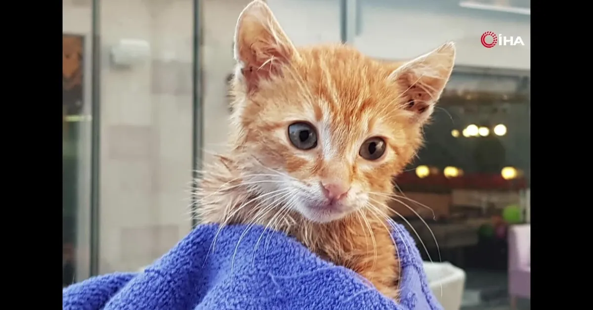 Aydın'da denize düşen yavru kediyi AKUT kurtardı