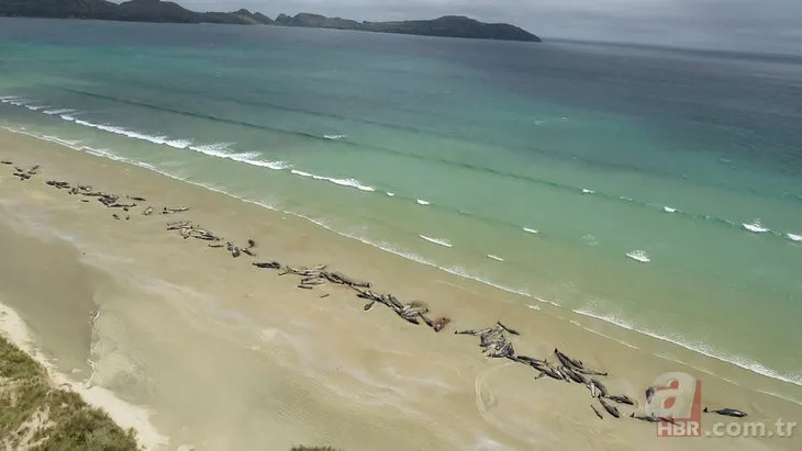 Yeni Zelanda’da sahilde çekilen bu görüntüler görenleri şaşkına çevirdi