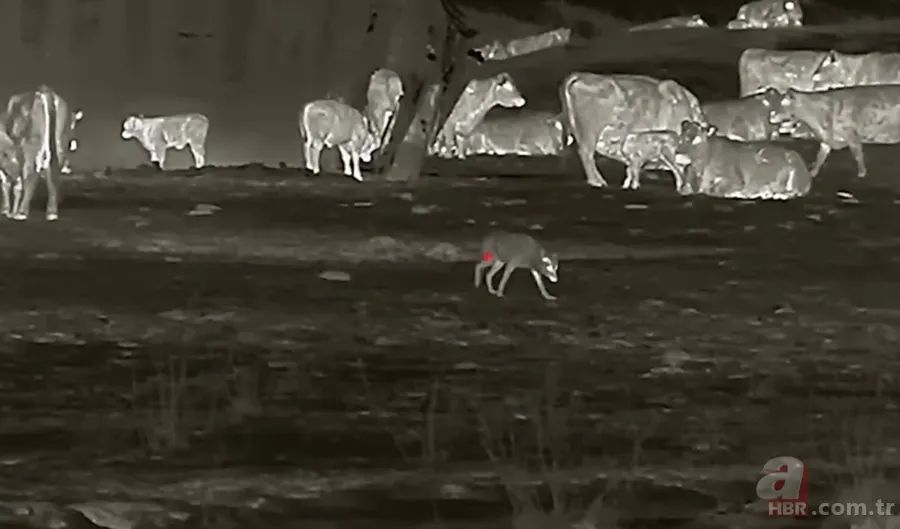 Kurtlar inek çiftliğini bastı! Sığırlarını kaybeden sahibi çözümü katliamda buldu | Bu görüntüler dehşete düşürdü 4