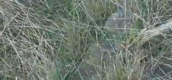 İstanbul’da görünmeyen mezarlık! Kilyos’ta tarihi mezarlık harabeye döndü