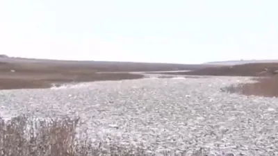 Gaziantep’te toplu balık ölümleri