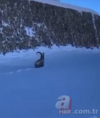 Dağ keçisinin zor anları! Hakkari'deki yoğun kar yağışı onları da olumsuz etkiledi 6