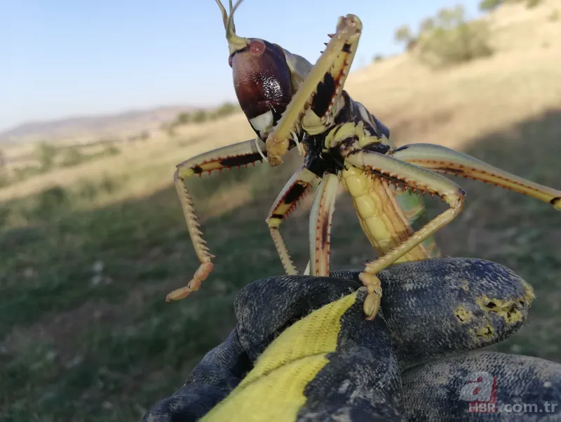 Son dakika: Türkiye'de görülen et yiyen çekirge şehri alarma geçirdi! Vatandaşlar tedirgin 6