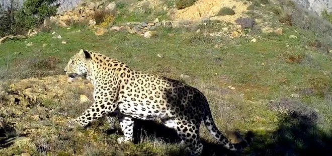 Türkiye'nin en gizemli canlısı! Avlamanın cezası: 1.2 milyon TL