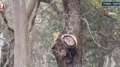 Sincaplar soğuk havada yiyecek aradı!