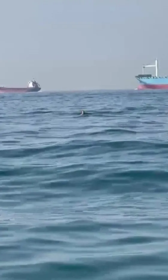 istanbul-bogazinda-can-pazari-bogulma-tehlikesi-geciren-vatandasi-balikcilar-kurtardi-1662979906791.jpg istanbul bogazinda can pazari bogulma tehlikesi geciren vatandasi balikcilar kurtardi 1662979906791 - İSTANBUL BOĞAZI'NDA BOĞULMA TEHLİKESİ GEÇİREN KİŞİYİ BALIKÇILAR KURTARDI