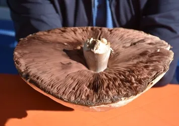 Kars'ta bulunan dev çayır mantarı görenleri şaşırtıyor