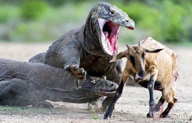 Vahşi doğadan inanılmaz görüntüler 19