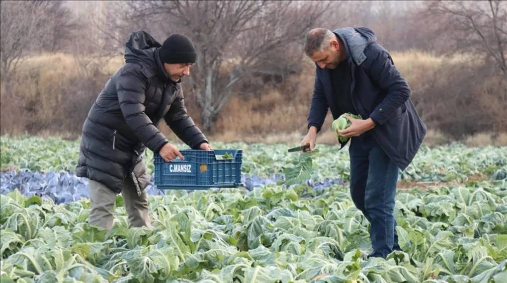 Üretimdeki 'kış' düşüşünü fırsata çevirdiler