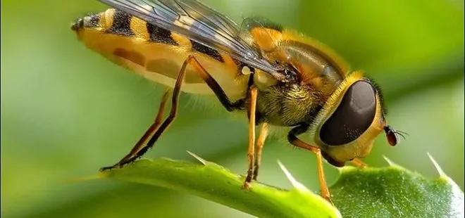 Manisa’da arıların saldırısına uğrayan kadın hayatını kaybetti