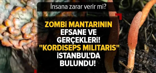 Zombi mantarı nedir, insana zarar verir mi? Oyun ve dizilere konu olan Kordiseps militaris İstanbul’da bulundu! Zarar ve faydaları neler?