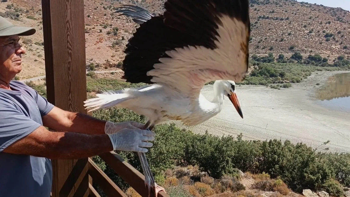 Aydın’da kurtarılan leylek ve flamingo doğaya salındı