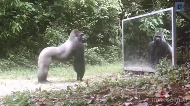 Vahşi doğada daha önce böylesi görülmedi! Goril aynada kendisini görünce saldırmaya başladı 24