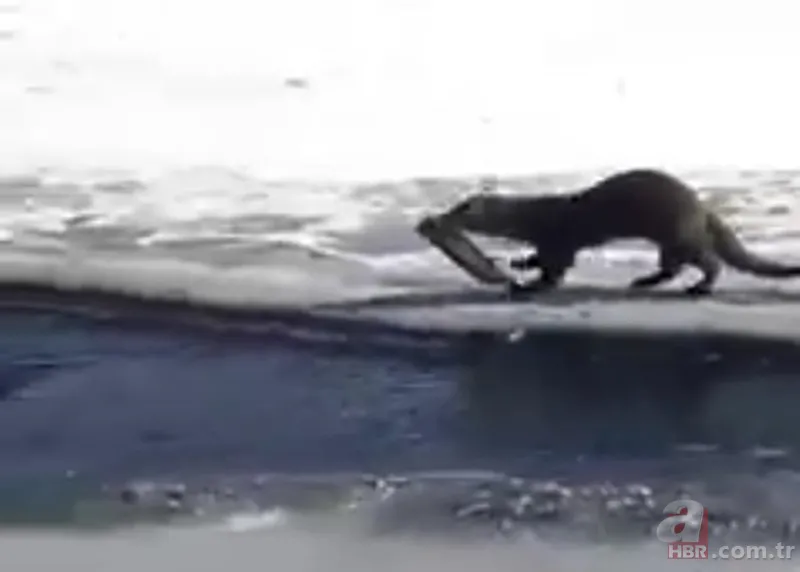 O ilimizde kıyıya yaklaşınca fark edildi! Hemen telefona sarıldılar 13