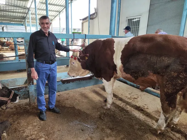 2 senede 4 ton yem yedi! 120 bin liraya alıcısını bekliyor - 4