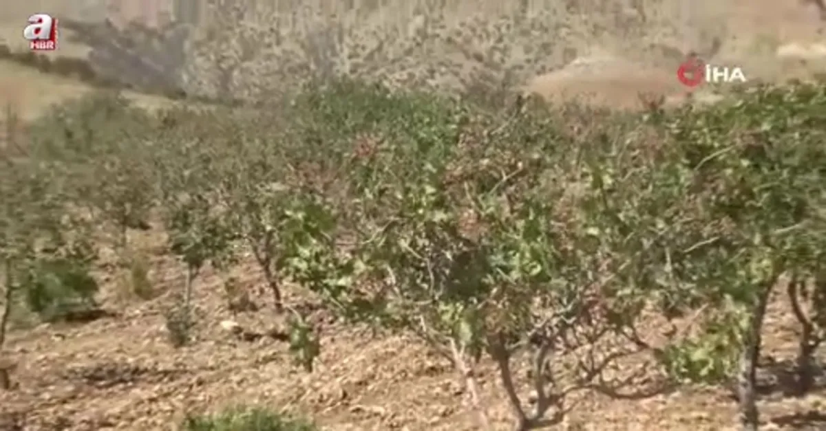 Gercüş'te fıstık hasadı başladı