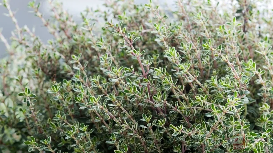 Kilo, şişkinlik, ödem 3’ü bir arada yok oluyor! Dağlarda yetişiyor: İbn-i Sina’nın asırlık tarifiyle göbek yağlarını eritin 4