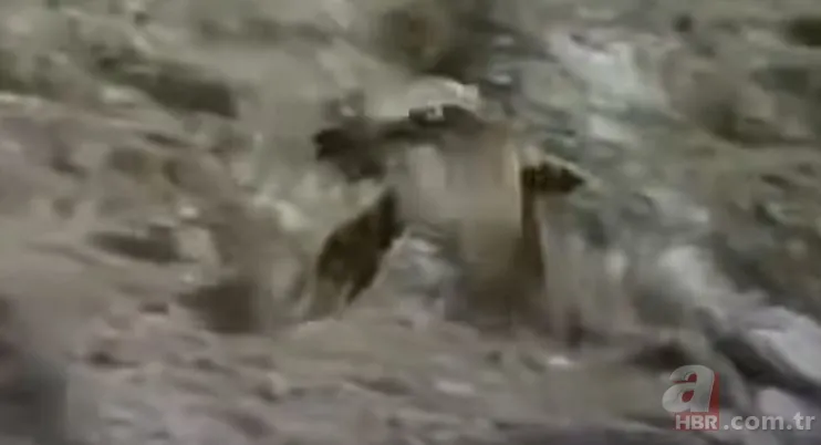 Dev kartalın nefes kesen kurt avı! Anne kurdun hatası pahalıya mal oldu 15