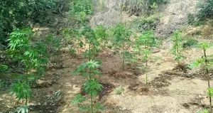 Bingöl’de 228 kök kenevir ele geçirildi